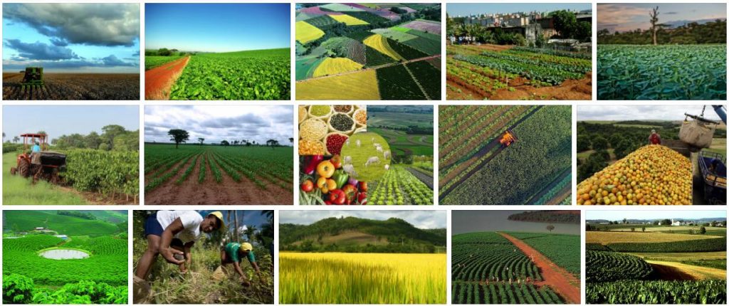 Agriculture in Brazil